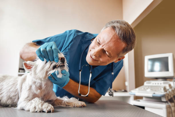 Best Emergency Dental Care for Sports Injuries in Mount Pleasant, TX